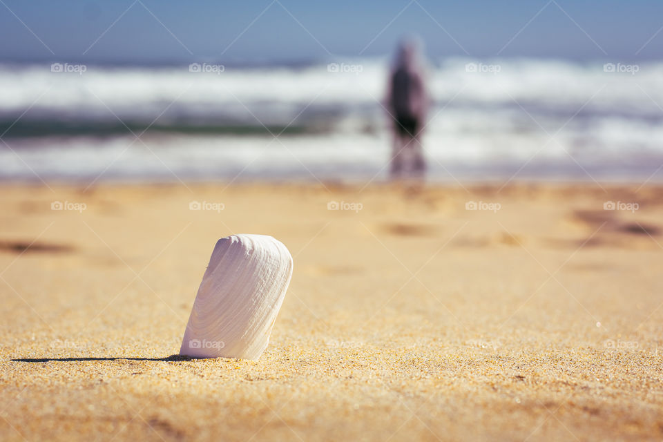 Shell at the beach with so many details of the hot sand and a beautiful bokeh of the sea 