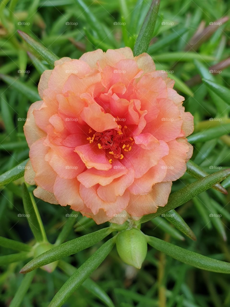 the portulaca grandiflora