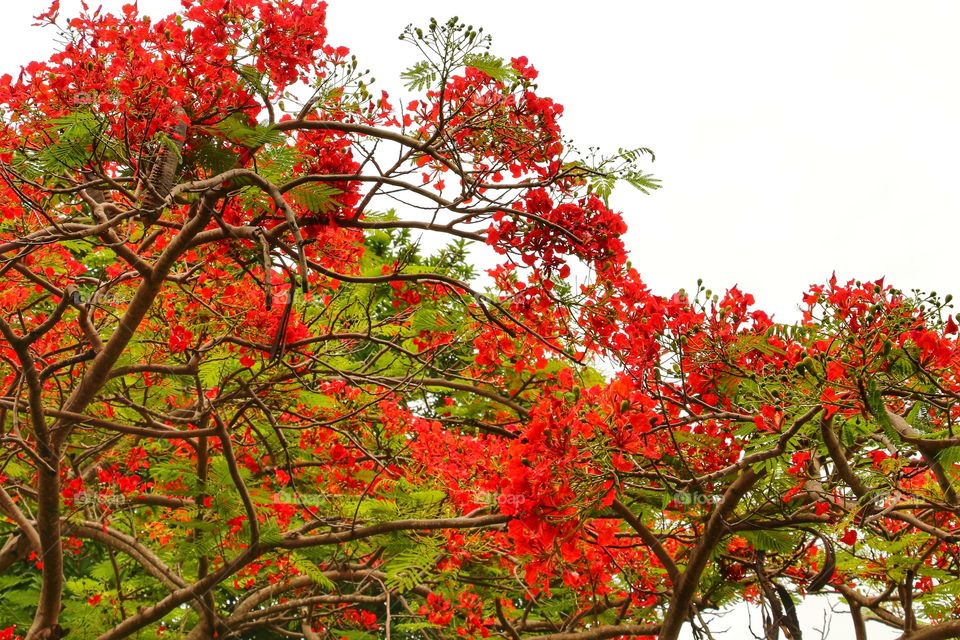 orange flowers