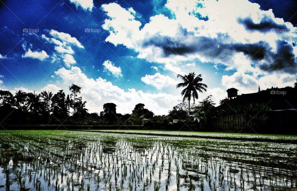 Ubud rice field