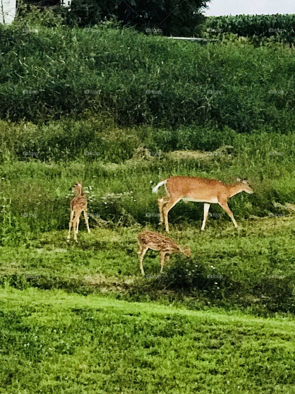 Momma and her fawns, a beautiful family of three