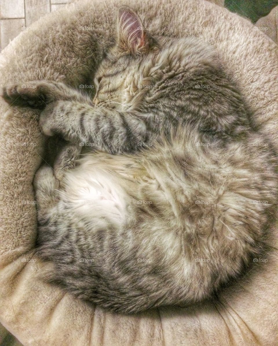 Sweet kitten sleeping on a pillow 