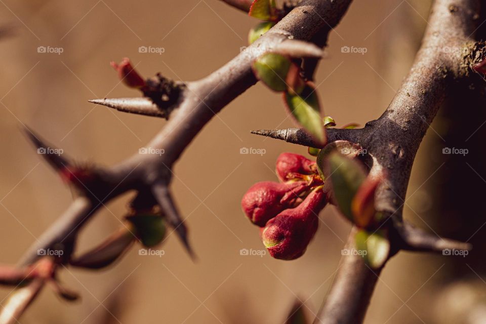 beautiful buds waiting to emerge and blossom, to enchante us with their beauty and color these spring