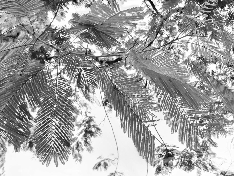 Leaves monochrome