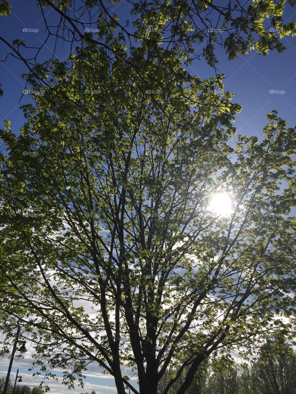Sun through a flowering tree