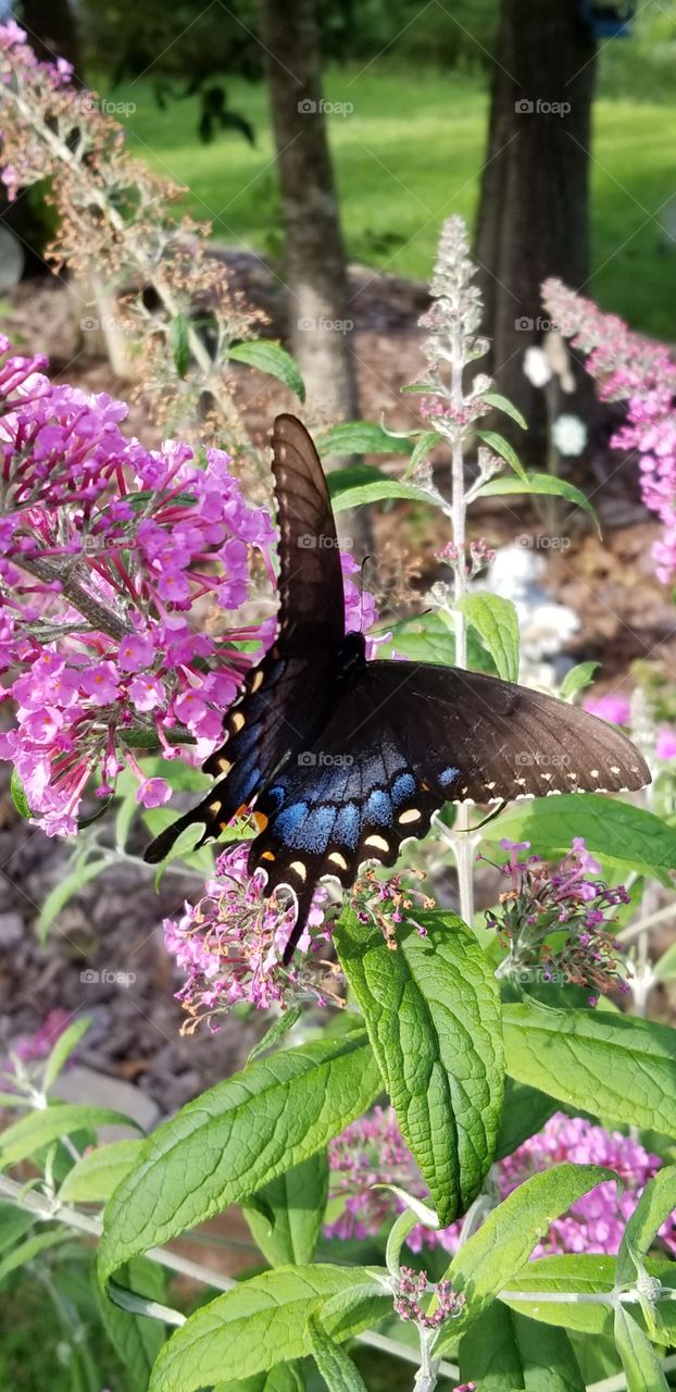 Butterfly bush monarch butterfly