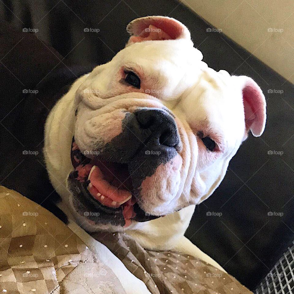 Stunning English bulldog smiling
