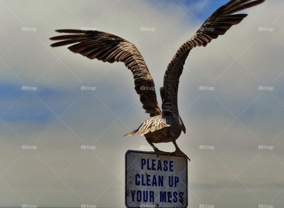 Pelican Taking Flight