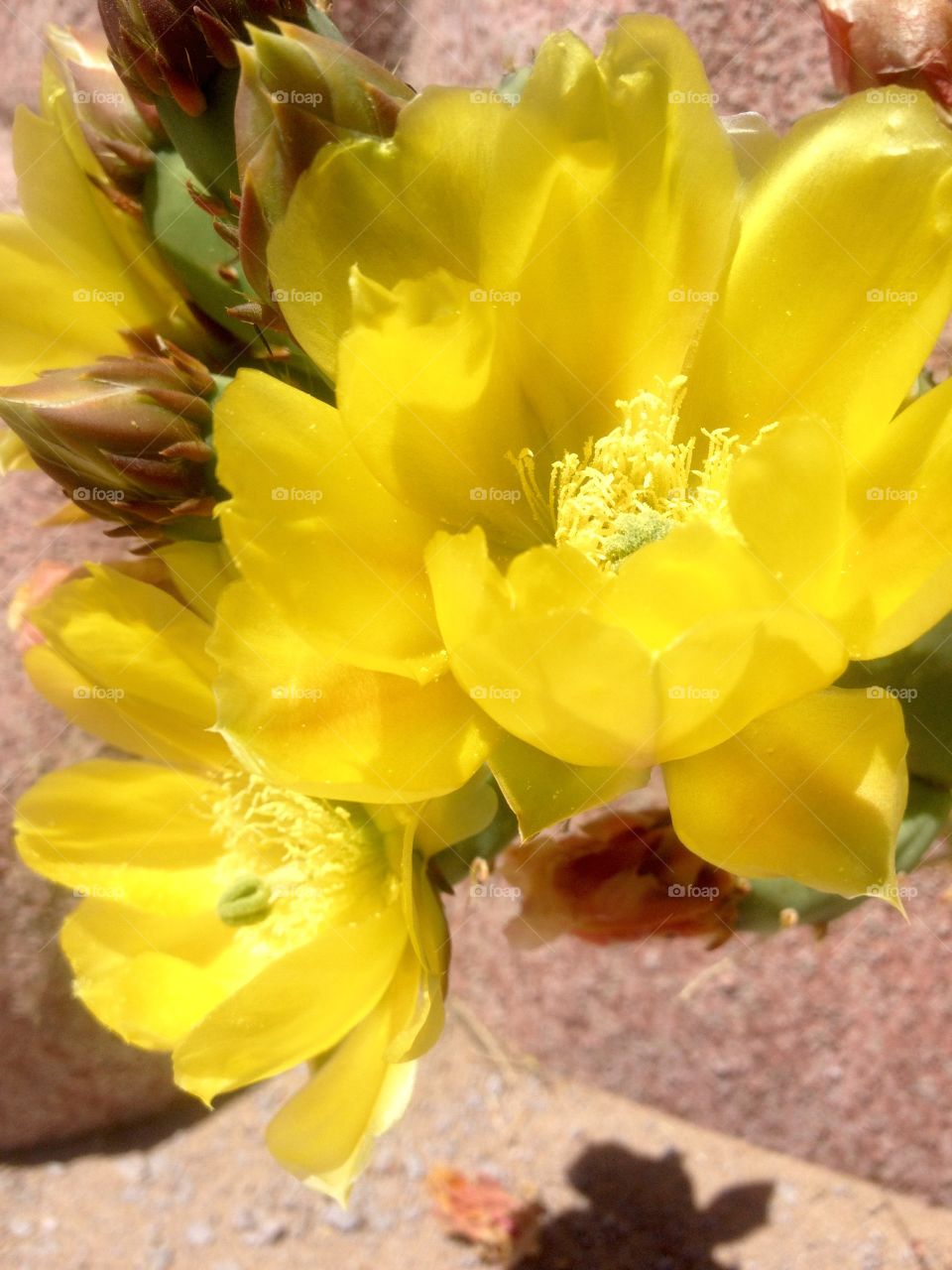 Bllooming Cactus. Cactus in the springtime 