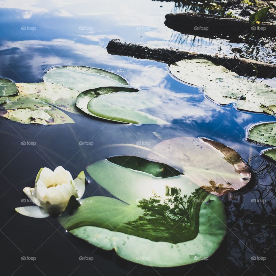 background blurred view of a beautiful water lily on the edge of a clear blue forest lake