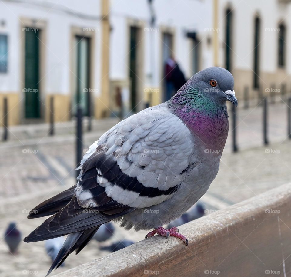 Pigeon perched on a wooden bench eyeing up the camera