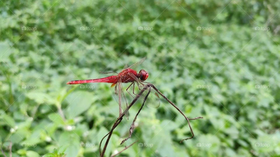 Red dragonfly on a stick.