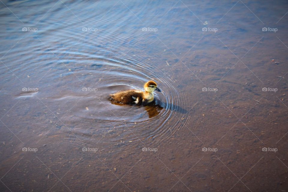 Duckling swimming on water