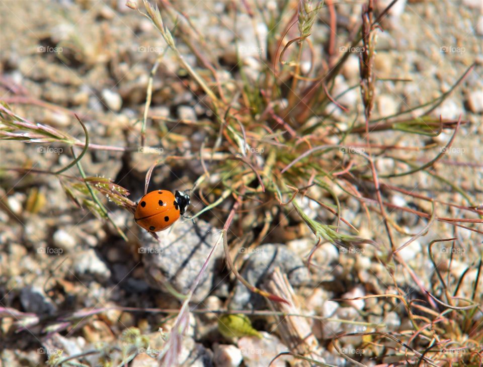 Desert Ladybird