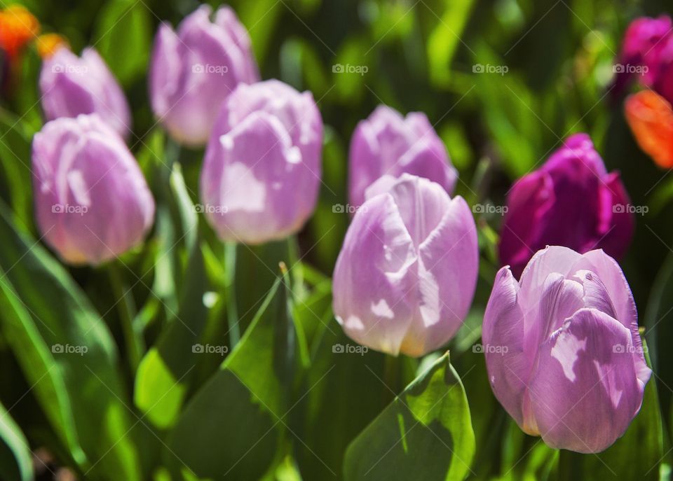 Spring tulips