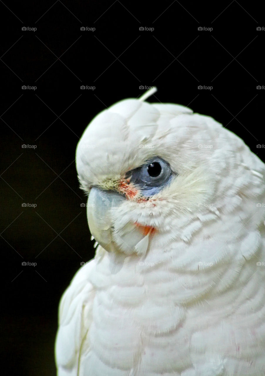 Tanimbar Corella