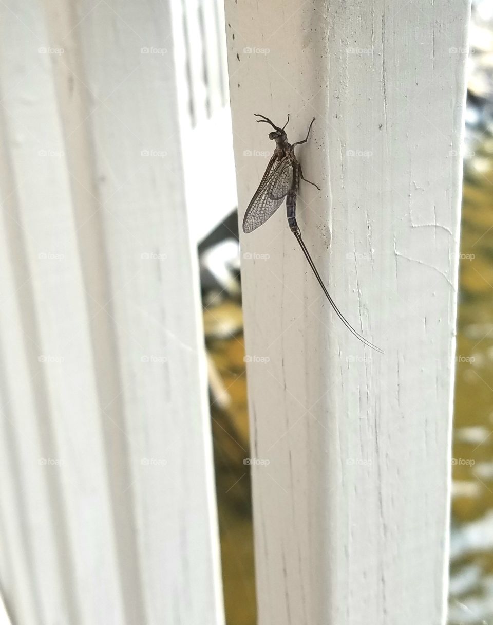 mayfly on dock.