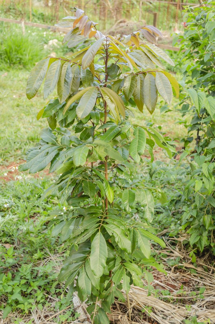 Small Longan Tree