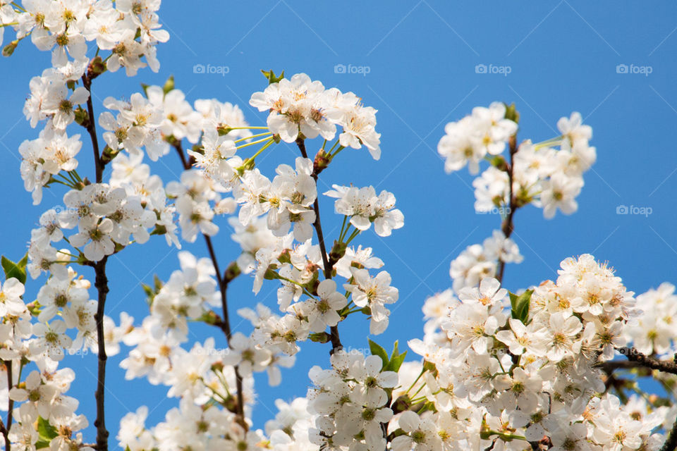 White blossoms