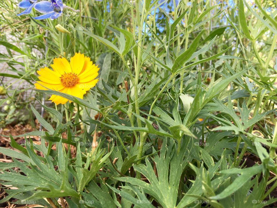 Summer Blossom