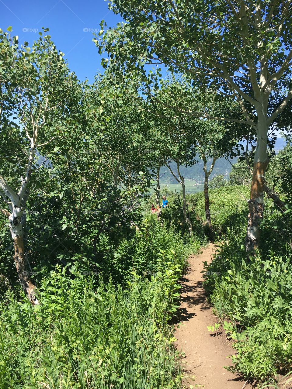 Trail down mountain in Steamboat, CO