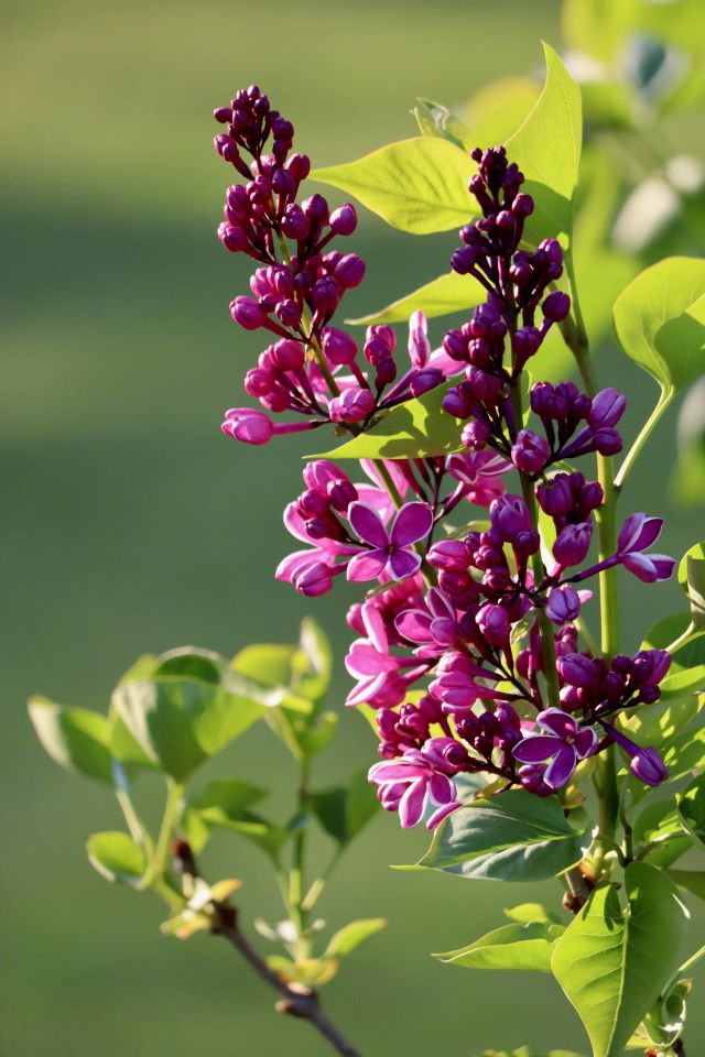 Spring Blooming 