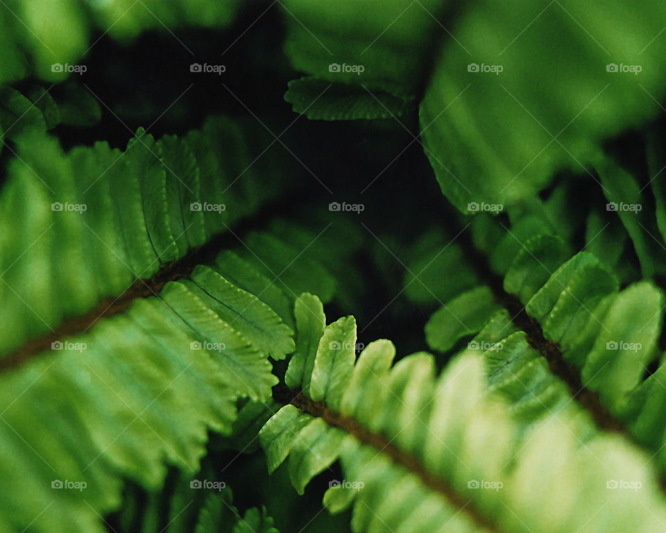 Ferns, Upclose and personal