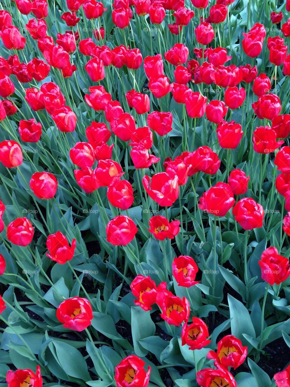 Red tulips 2