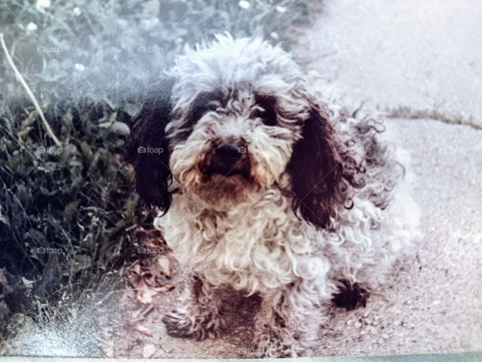 Amy the Dog Close Up