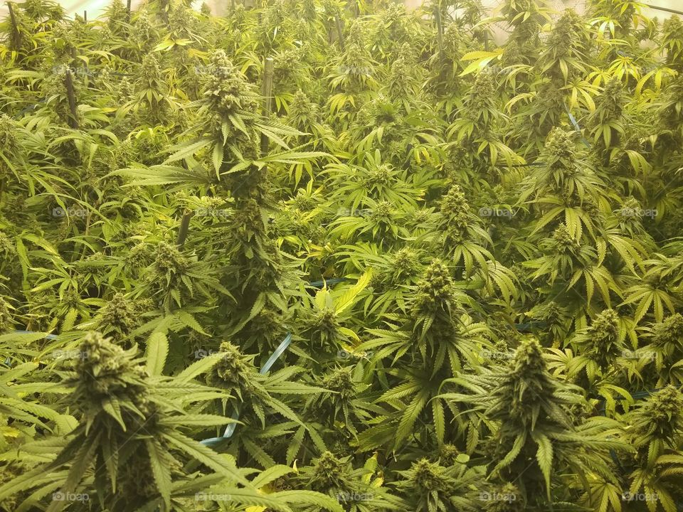 Indoor Marijuana Plant Field. Marijuana buds on top of mature indoor cannabis plants