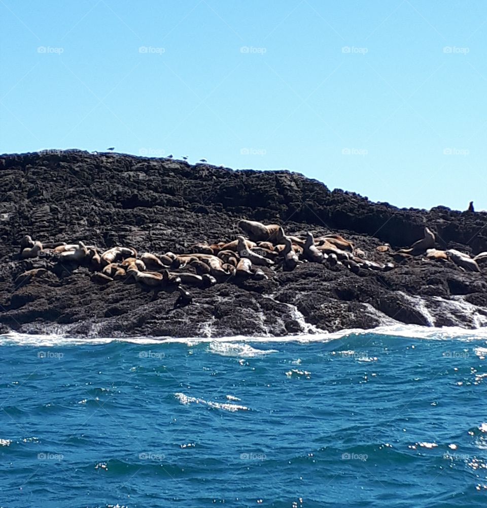 Sea Lions subbing themselves on a small island off the coast of Tofino, on Vancouver Island BC. The alpha male is huge!