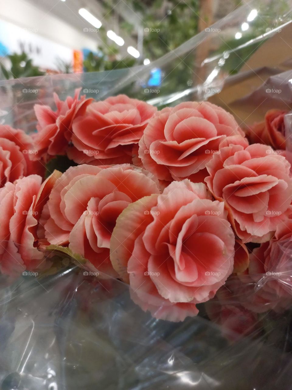 Begônia  é um floral desobstruente e de limpeza. A Begônia  é utilizada na Fitoterapia,  para combater catarro da bexiga, desinterias, cólicas,  escorbuto, dores e aftas, é refrigerante e desinflama as gengivas