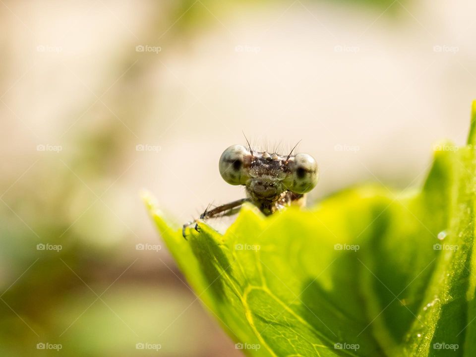 Beautiful Damselfly