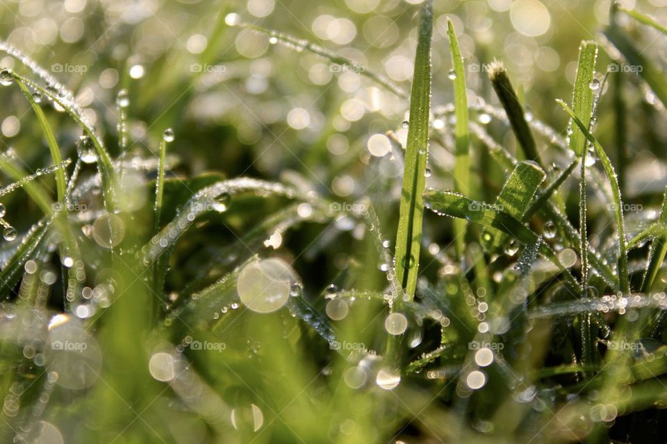 Morning dew.