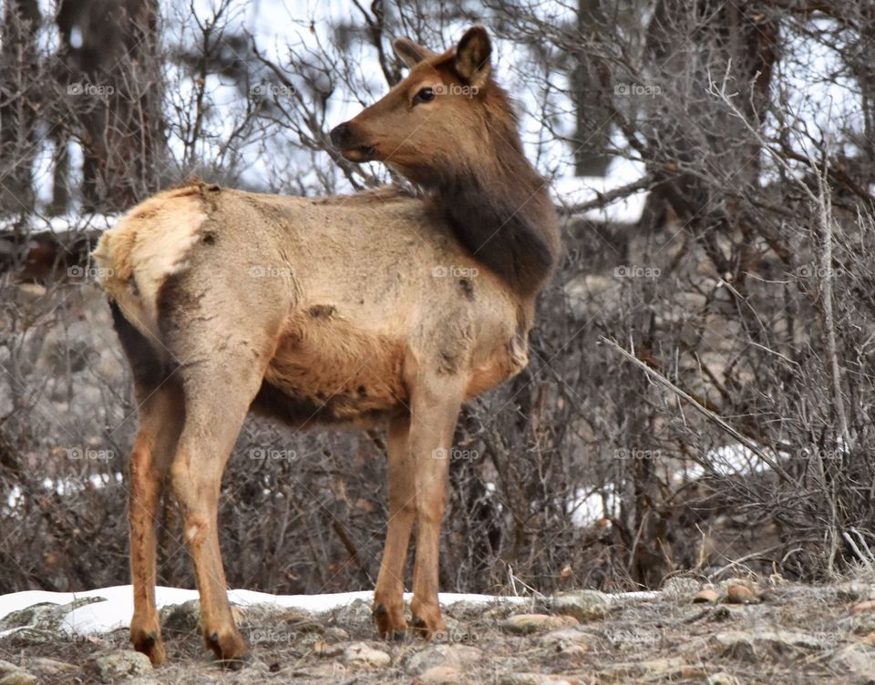 Female elk in the winter chill of a morning in the mountains. Her fur is rough from the elements.
