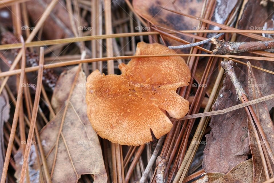 mushroom fall