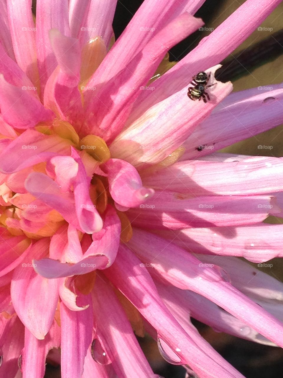 Dahlia, close up pic, with spider🕷on petal!