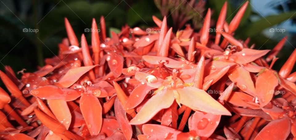 original click lovers natural clickers india mobile photography