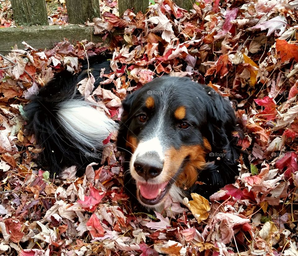 Dog playing on dry leaf
