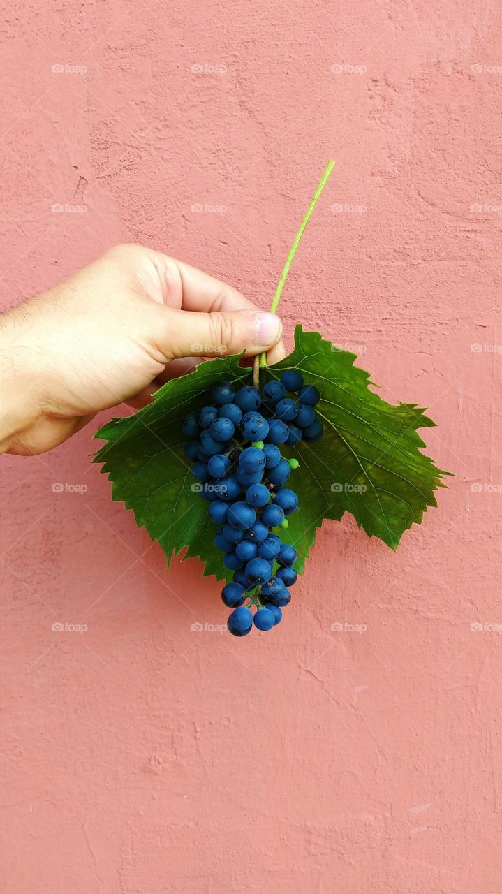 Man's hand holds a bunch of grapes