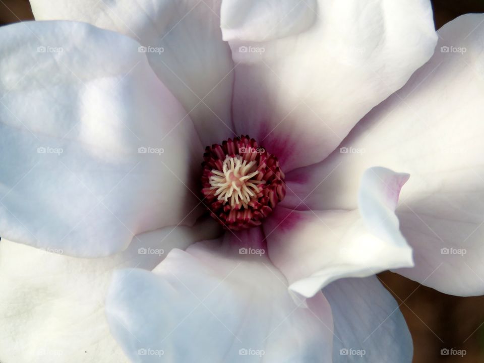 magnolia flower