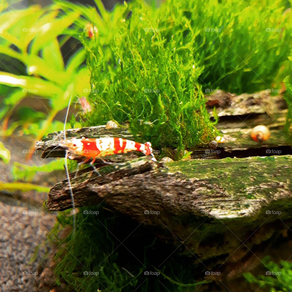 Close-up of a white and orange stripped shrimp on a piece of wood and moss in the background, in a fishtank.