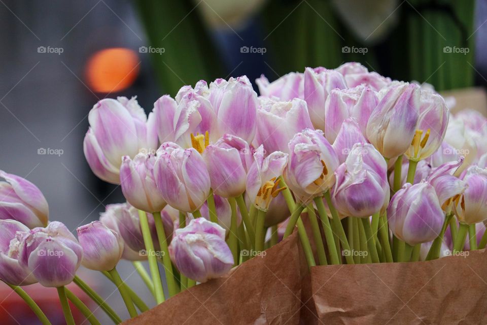 Tulips