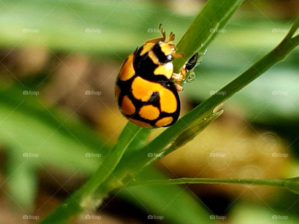 ladybug