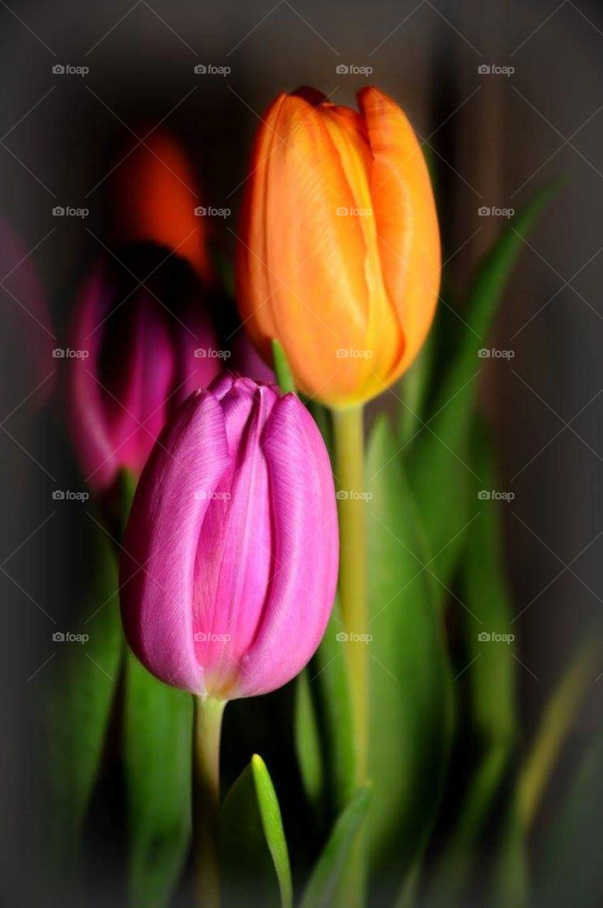 tulip