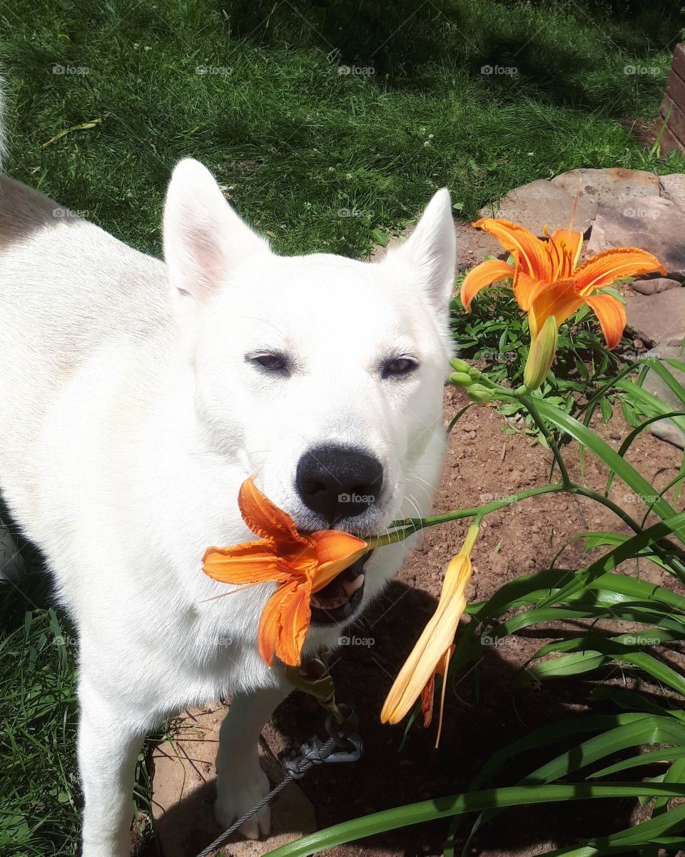 My dog likes flowers.