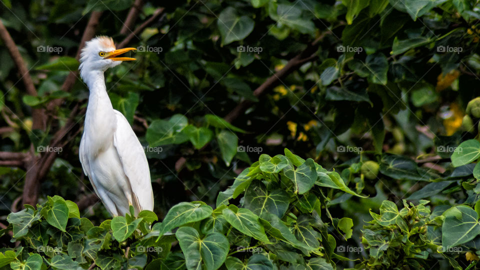 cattle egret