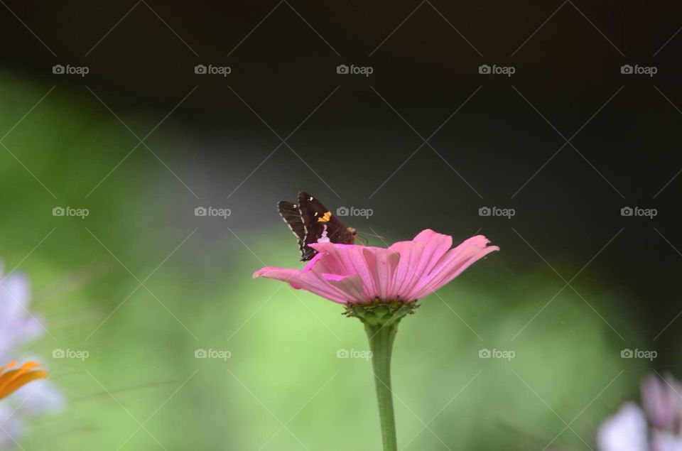 Butterfly on a flower. Butterfly on a flower