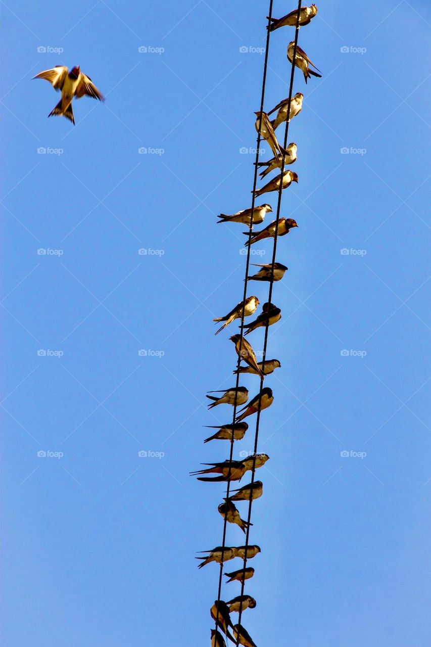 Birds on the wire against blue sky 
