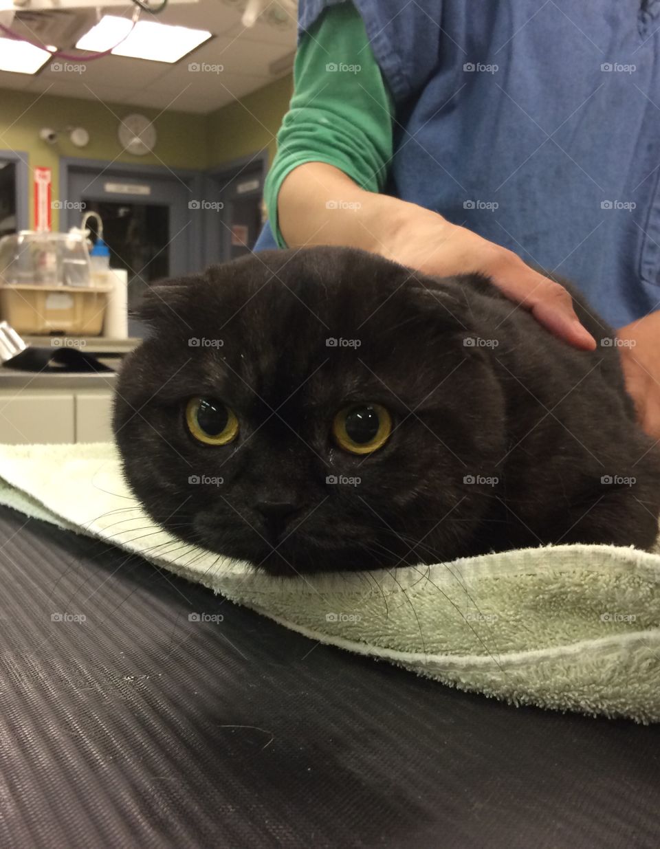 Scottish Fold. Scared at the vet’s office. So cute. 